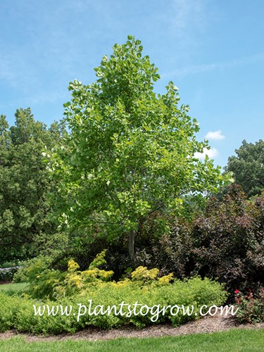 Tulip Tree (Liriodendron tulipifera)